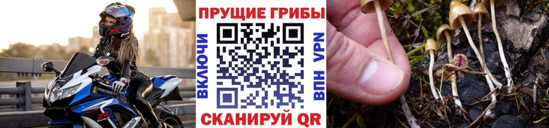 Галлюциногенные грибы Psilocybine cubensis  Купить где  Обнинск